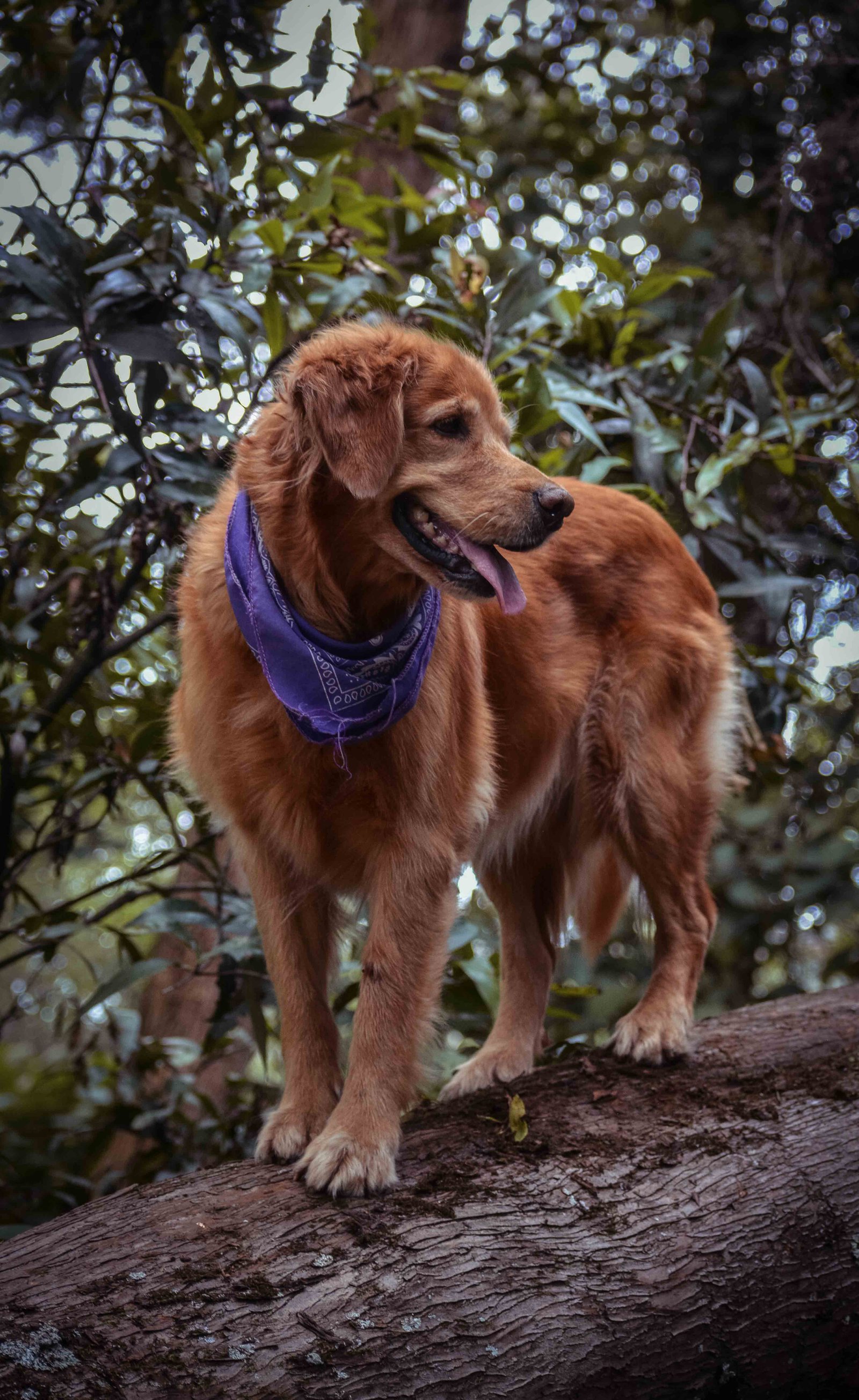 Mascota 17
