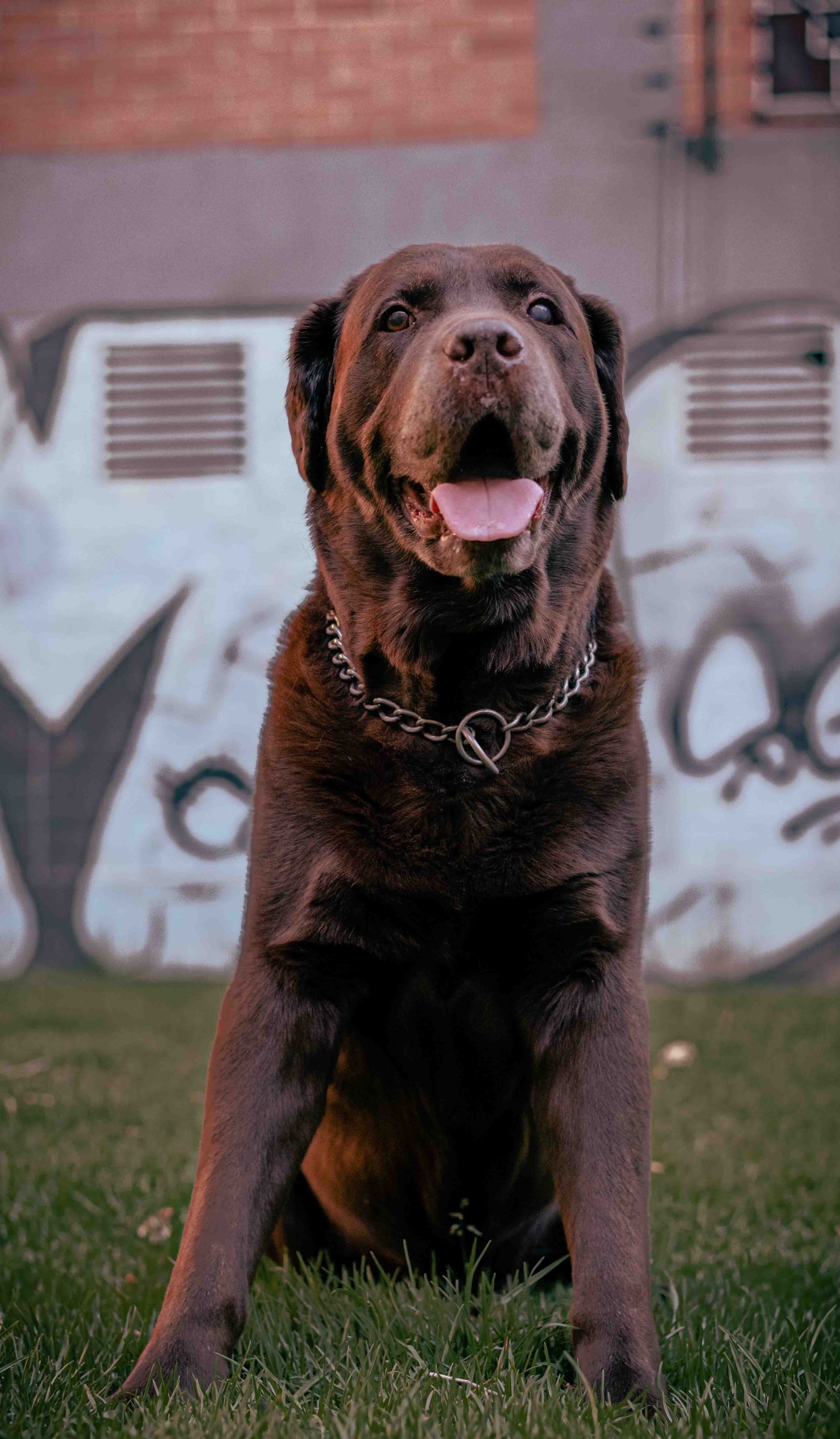 Mascota 9