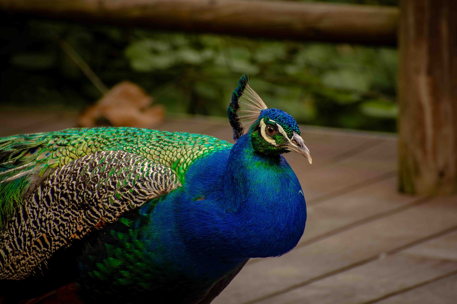 Naturaleza 4